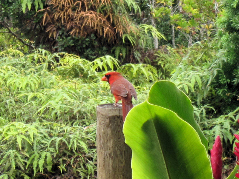 cardinal