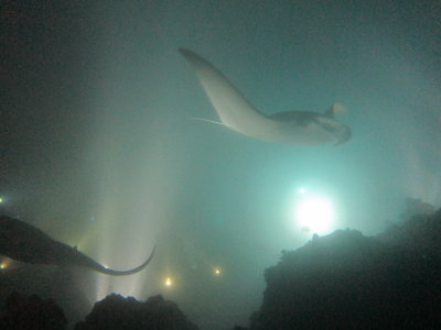 giant manta rays