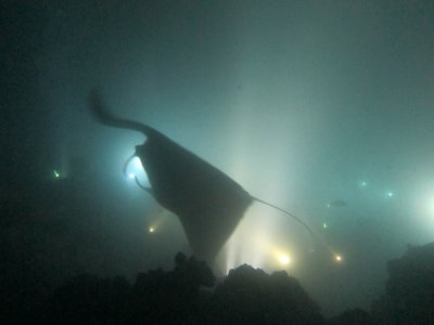 giant manta rays