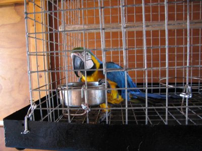 Ayia Napa - Blue and gold macaw