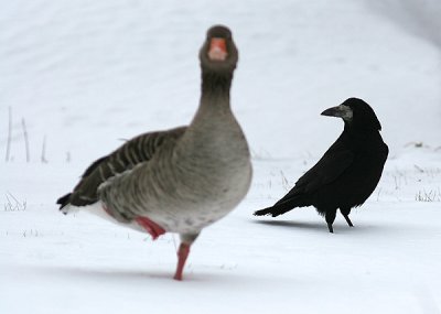 IMG_3337.jpg