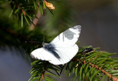IMG_6658.jpg