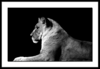Majestic
