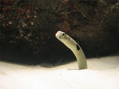 Garden eel.