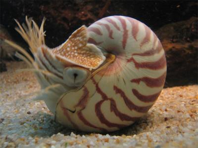 Nautilus.