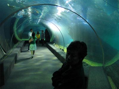 Glass tunnel to see all the sharks and fishes.