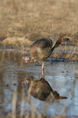 IMG_1660.jpg  Wild Turkey