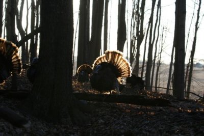 IMG_1796.jpg  Wild Turkey