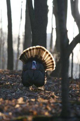 IMG_1803.jpg  Wild Turkey