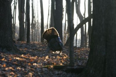 IMG_1808.jpg  Wild Turkey