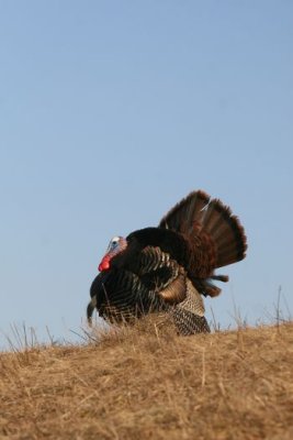 IMG_2527.jpg  Wild Turkey