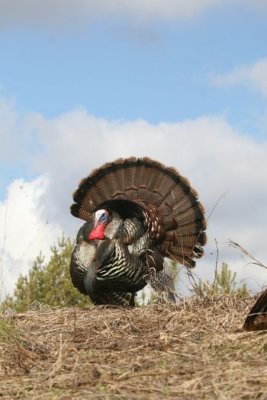 IMG_2938.jpg  Wild Turkey