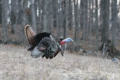 IMG_3124.jpg  Wild Turkey
