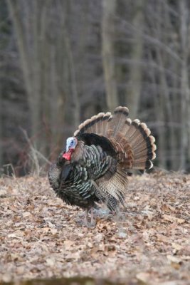 IMG_3186.jpg  Wild Turkey
