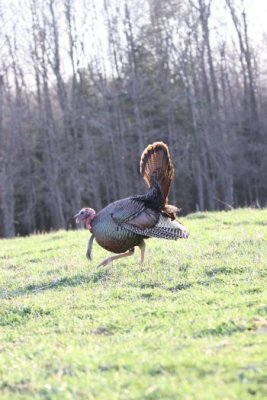 IMG_3213.jpg  Wild Turkey