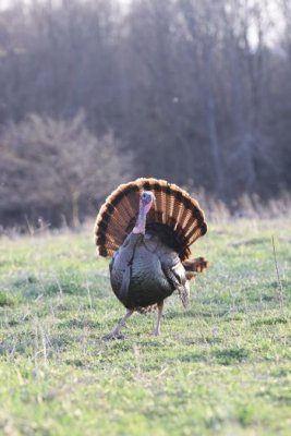IMG_3257.jpg  Wild Turkey