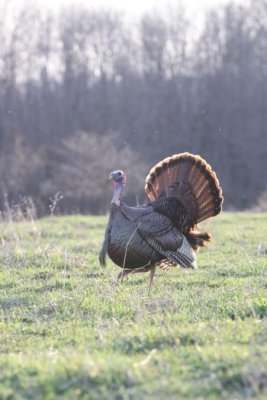 IMG_3275.jpg  Wild Turkey