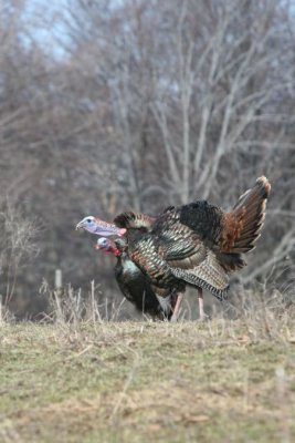 IMG_3283.jpg  Wild Turkey