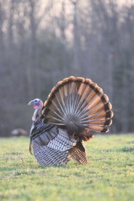 IMG_3516.jpg  Wild Turkey