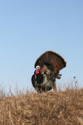 IMG_3981.jpg  Wild Turkey