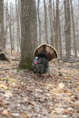 IMG_4169.jpg  Wild Turkey