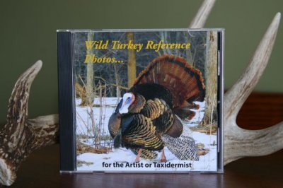 wild_turkey_reference_photo_cd