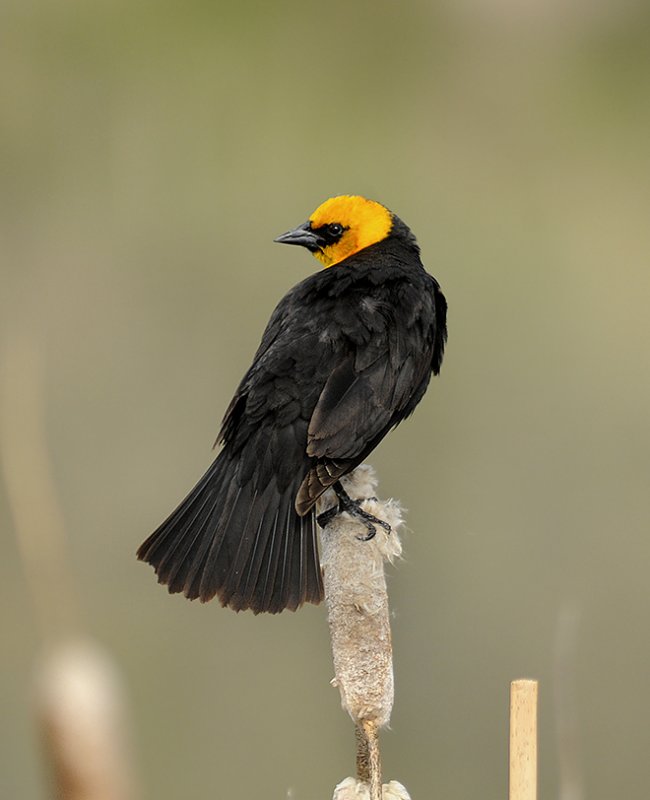 Yellow-headed Blackbird
