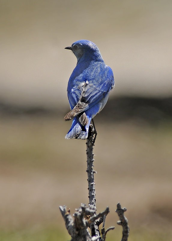 Mountain Bluebird 