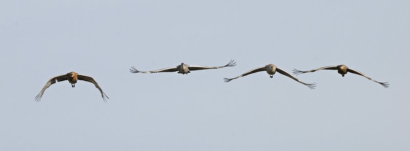 Sandhill Cranes