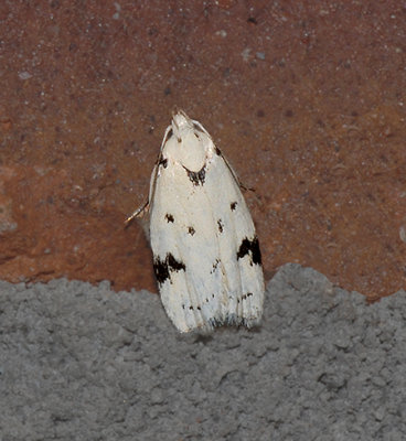 Black-marked Inga Moth (1034)