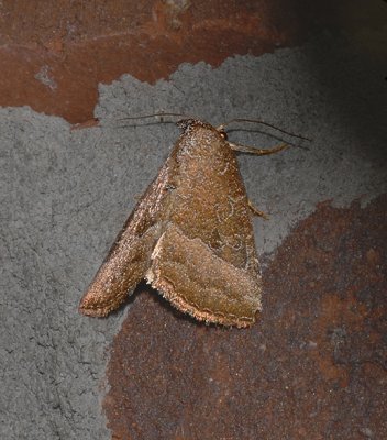 Common Pinkband Moth (9720)