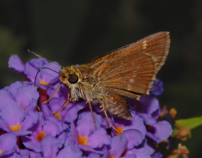 Dun Skipper