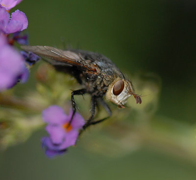 White-faced Ringed Fly