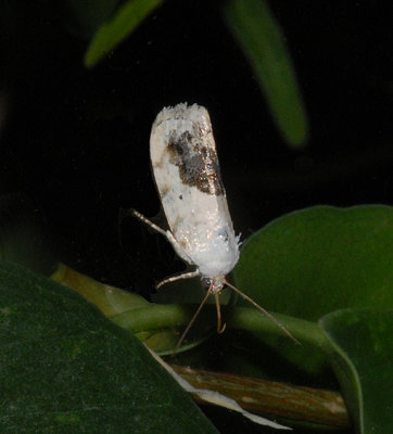 Schlaeger's Fruitworm Moth (1011)