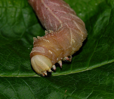 Elm Sphinx Moth Caterpillar (7786)