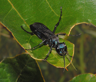 Steel Blue Cricket Hunter