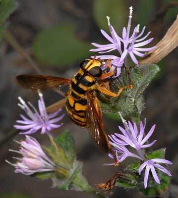 Yellowjacket Hover Fly