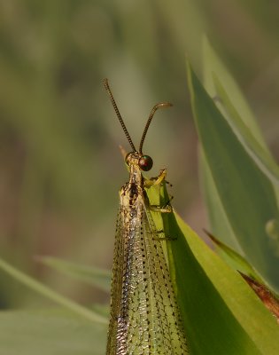 Antlion