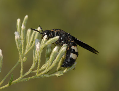 Double-banded Scoliid Wasp