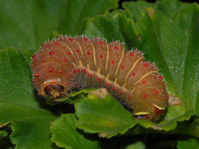 Luna Moth Caterpillar (5th and Final Instar)