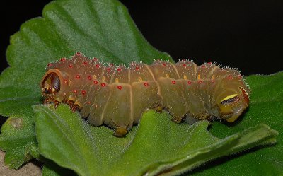 Luna Moth Caterpillar (5th and Final Instar)