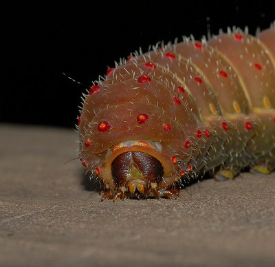 Luna Moth Caterpillar (5th and Final Instar)