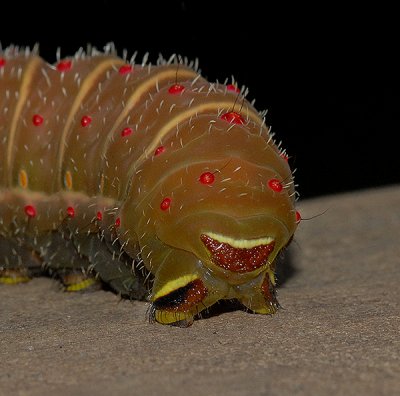 5th Instar Caterpillar ready to pupate