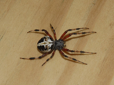 Spotted Orbweaver Spider
