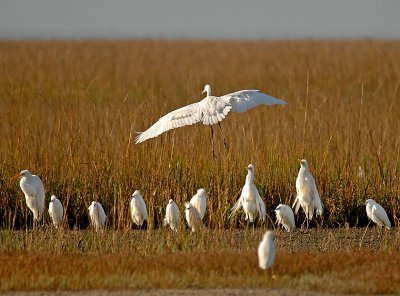 Great and Snowy Egrets