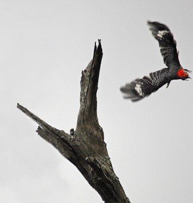 Red-bellied Woodpecker