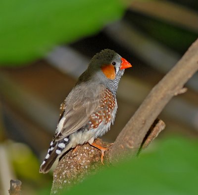 Zebra Finch