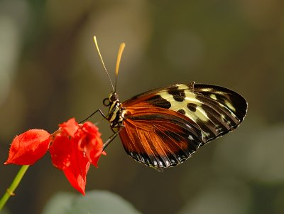 Tiger Longwing (Hecales Longwing)