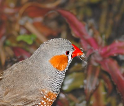 Zebra Finch