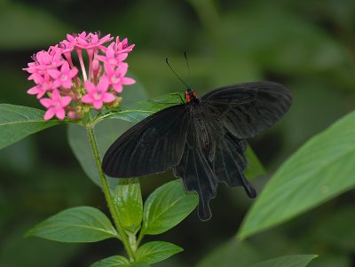 Pink Rose Swallowtail